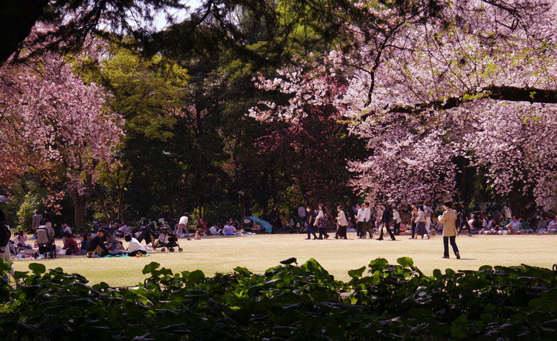 sakura