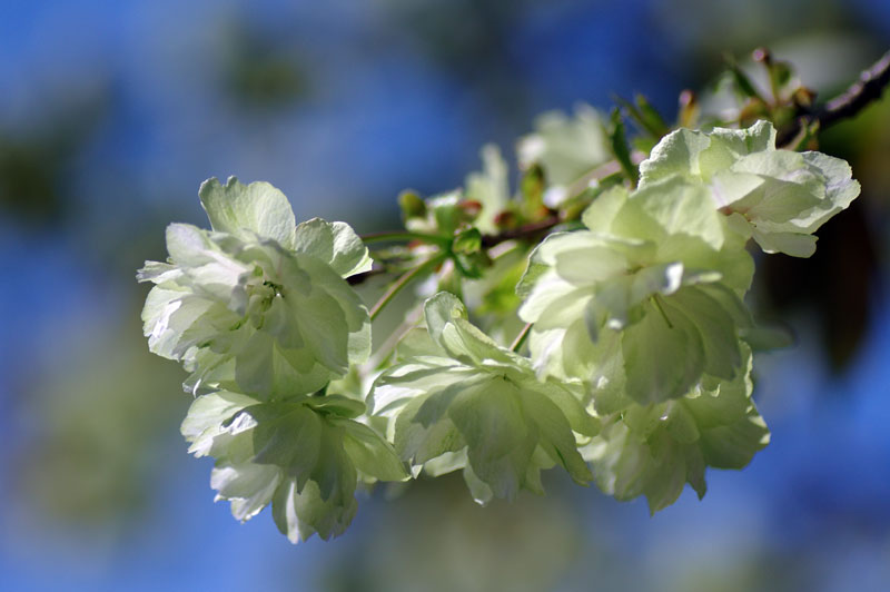 ukon-sakura